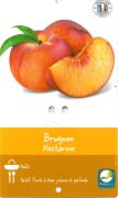 BRUGNON Prunus Persica Nectarose BRUGNON Prunus Persica Nectarose