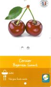 CERISIER Prunus Cerasus Summit