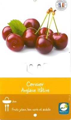 CERISIER Prunus Cesarus Anglaise Hâtive
