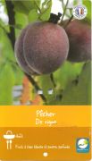 PECHER Prunus Persica Pêche de vigne
