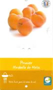 PRUNIER Prunus Domestica Mirabelle de Metz
