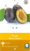 PRUNIER Prunus Domestica Queen Victoria