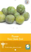 PRUNIER Prunus Domestica RC Dorée