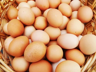 Oeufs frais, élevage de poules en plein air Oeufs frais, élevage de poules en plein air