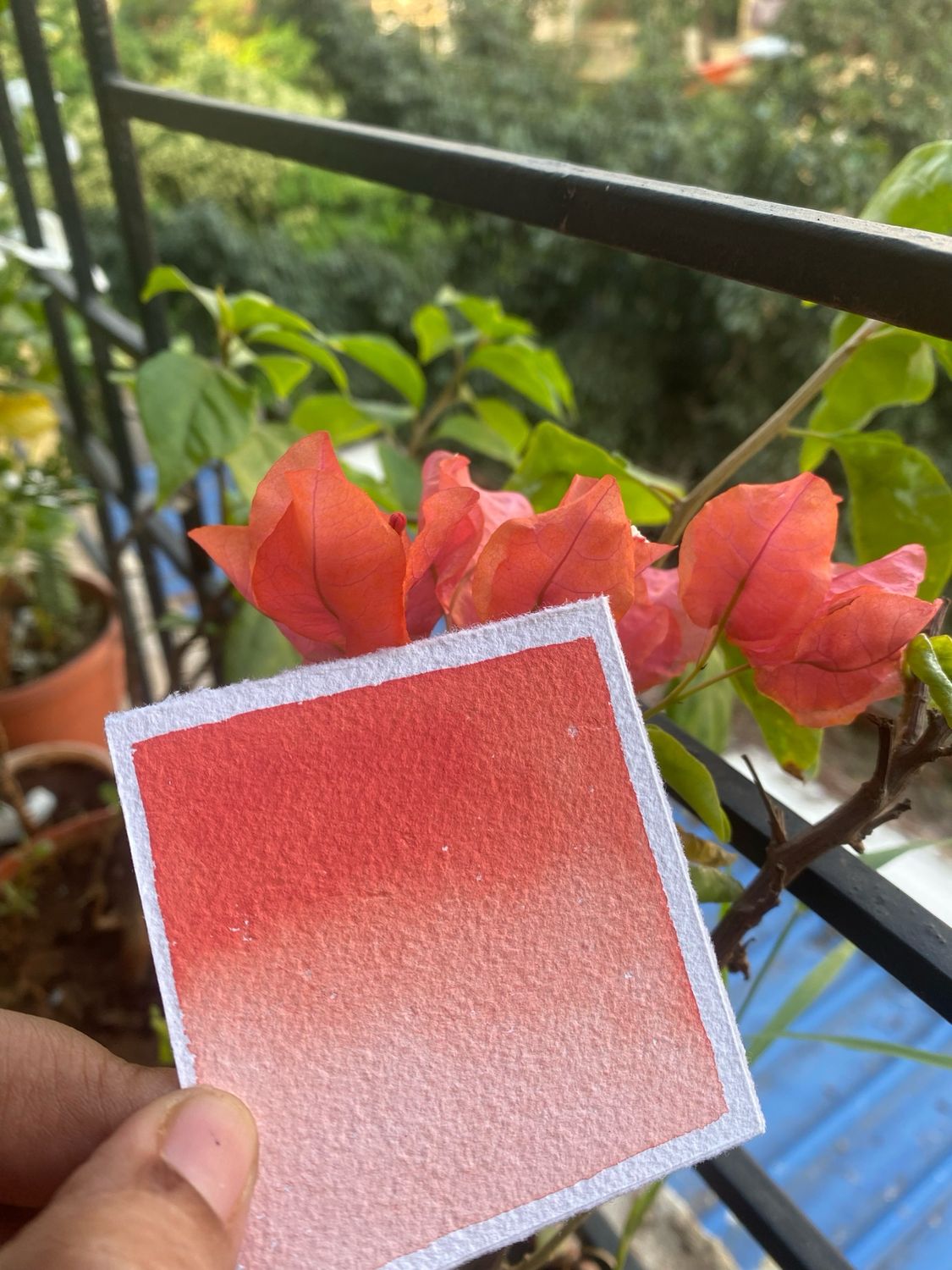 Coral Rose Handmade Watercolor
