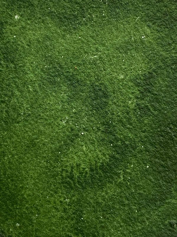 Dark Green Handmade Watercolor