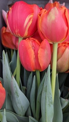 Flowers from the Farm