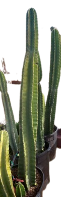 ​Pilosocereus Cactus Beautiful Large