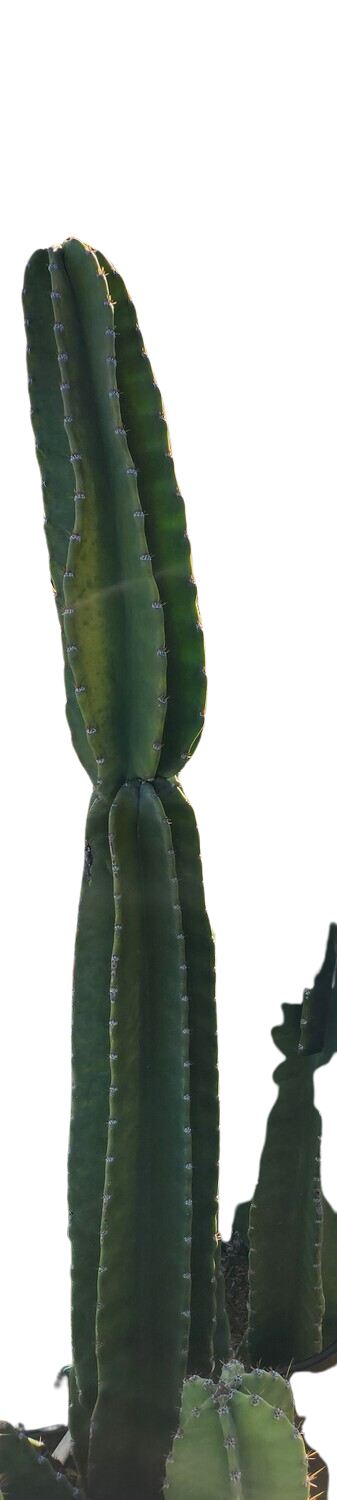 ​Pilosocereus Cactus Beautiful Small