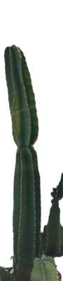 ​Pilosocereus Cactus Beautiful Medium