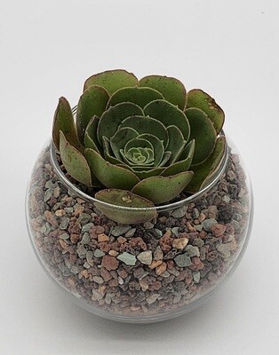 Succulent Arrangement Kit Glass Bowl