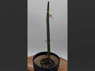 ​Black Rare Dragon Fruit Plants Rooted