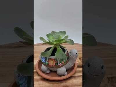 Succulent Plant Pots, Turtle with Succulent Plant