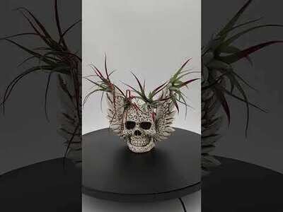 Skull Head Wings Air Plants Gothic Halloween