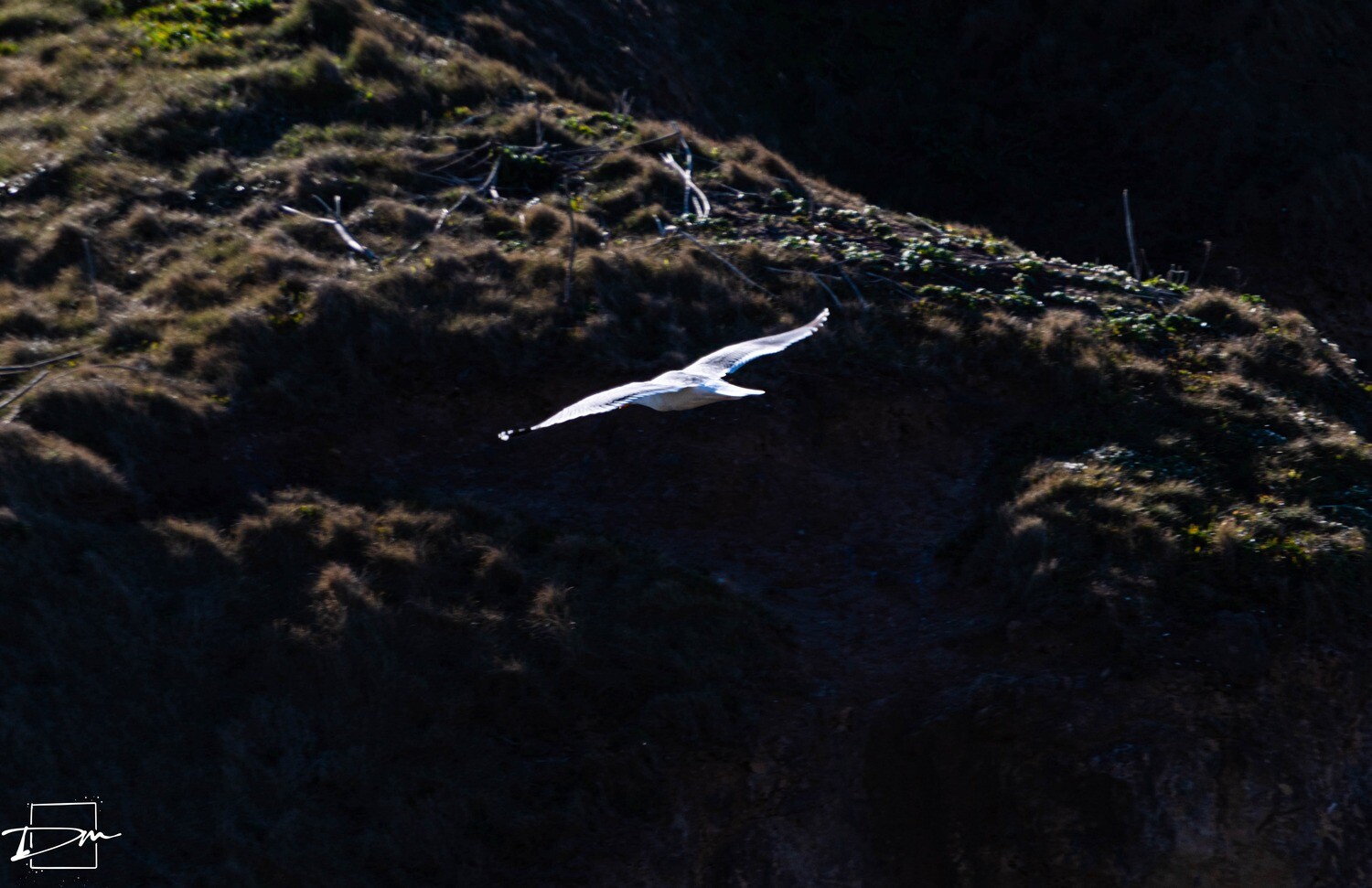 Gulls Flight