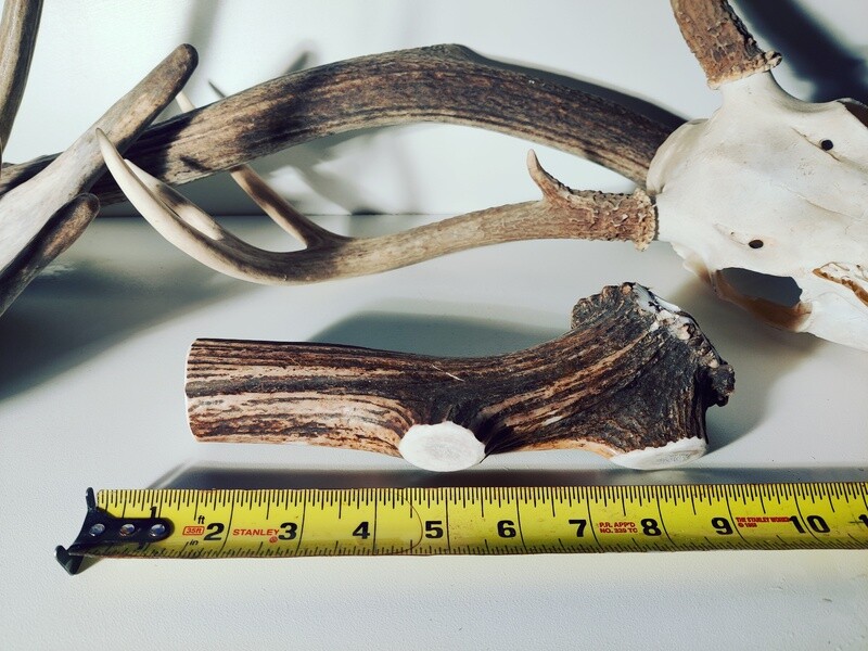 Large Deer/elk Antler measuring between 7&quot; to 9&quot; long. These are perfect for power chewers weighing 50 to 70 pounds.