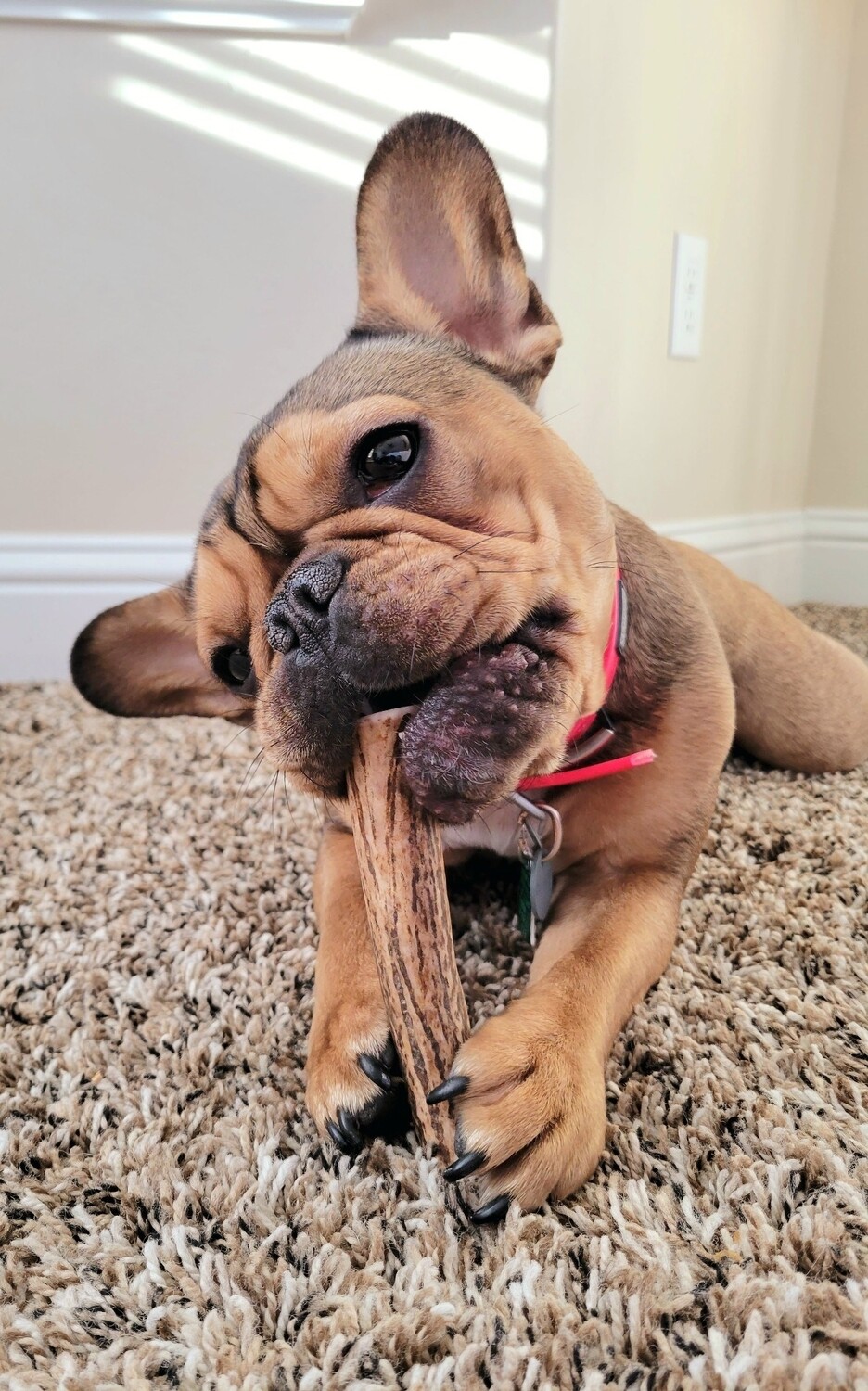 Small Deer/Elk Antlers measuring between 4&quot; to 6&quot; long. These are perfect for power chewers weighing 10 to 20 pounds