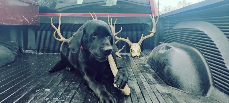 JUMBO Deer/Elk Antler measuring between 10&quot;-12&quot; long. These are perfect for veracious chewers.