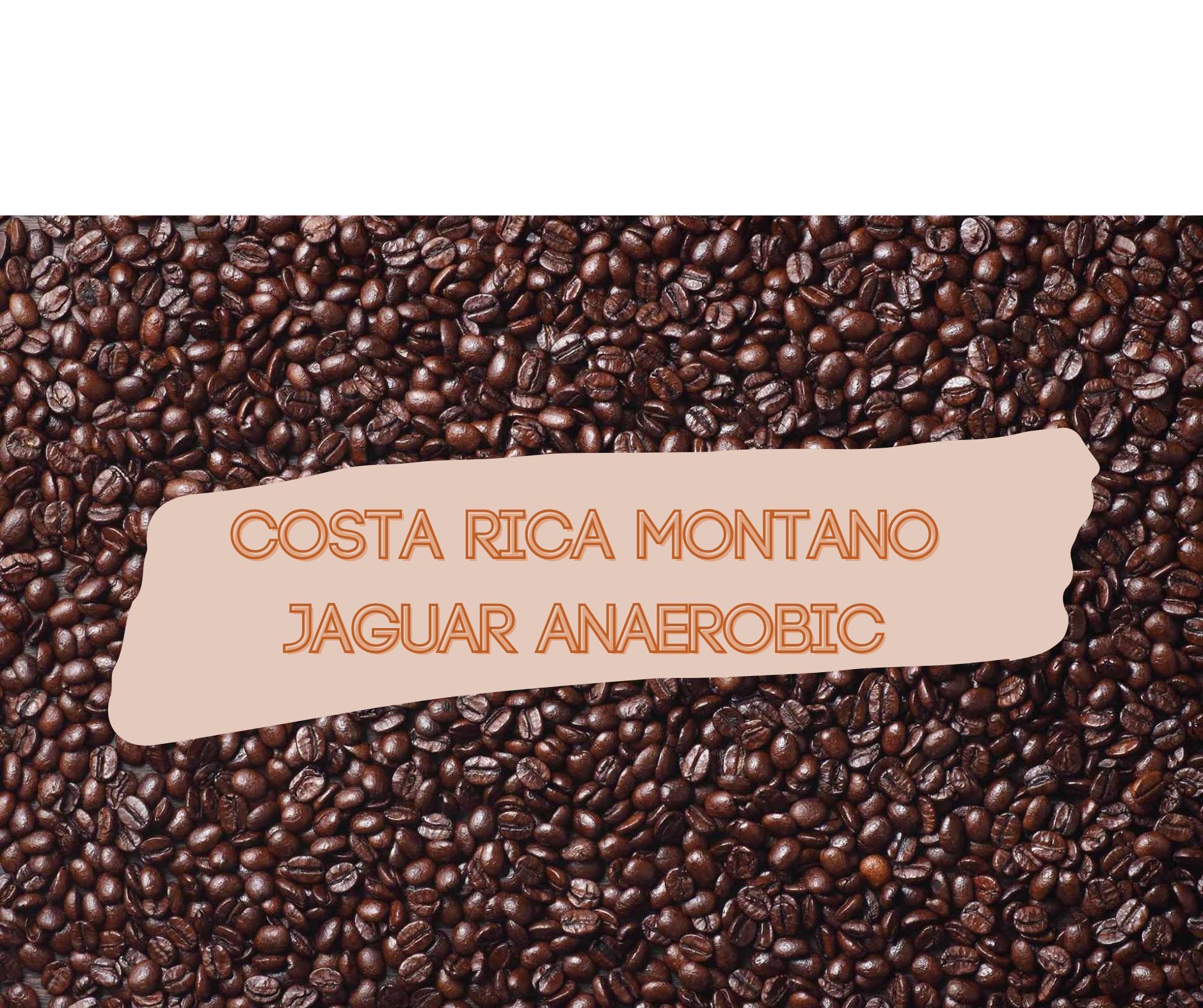 Costa Rica Jaguar Anaerobic