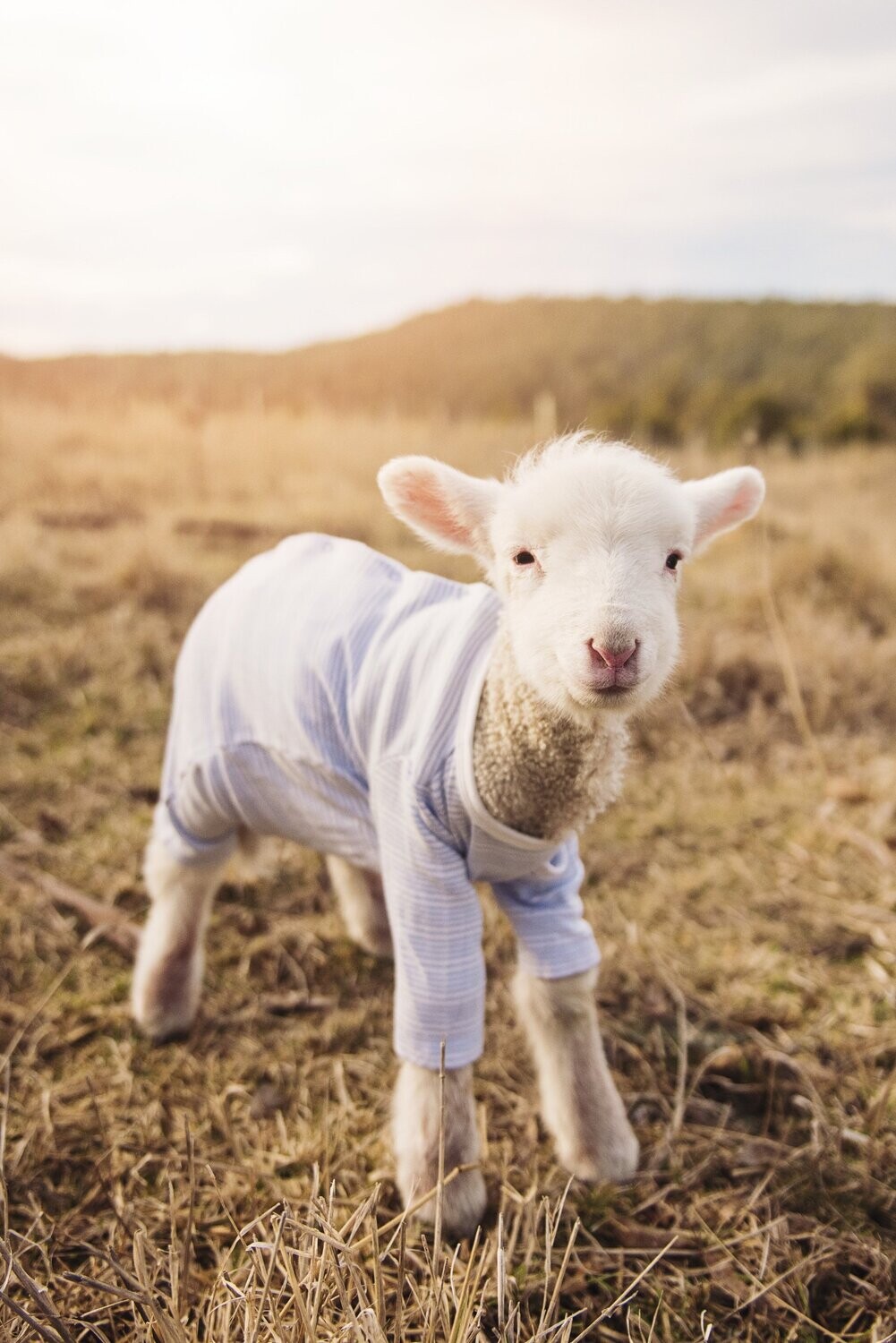 Classic Lamb