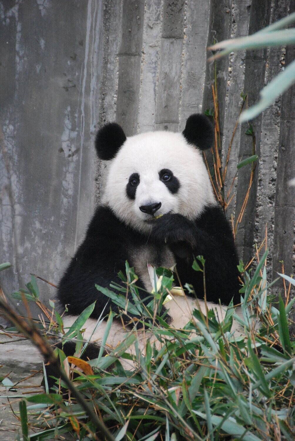 Classic Panda