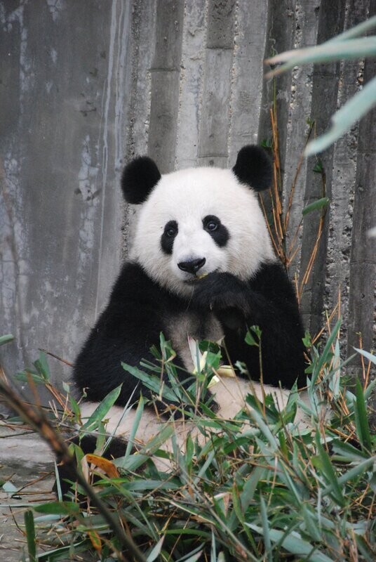 Classic Panda