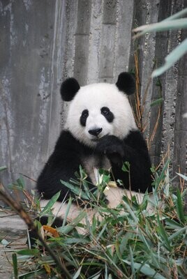Classic Panda
