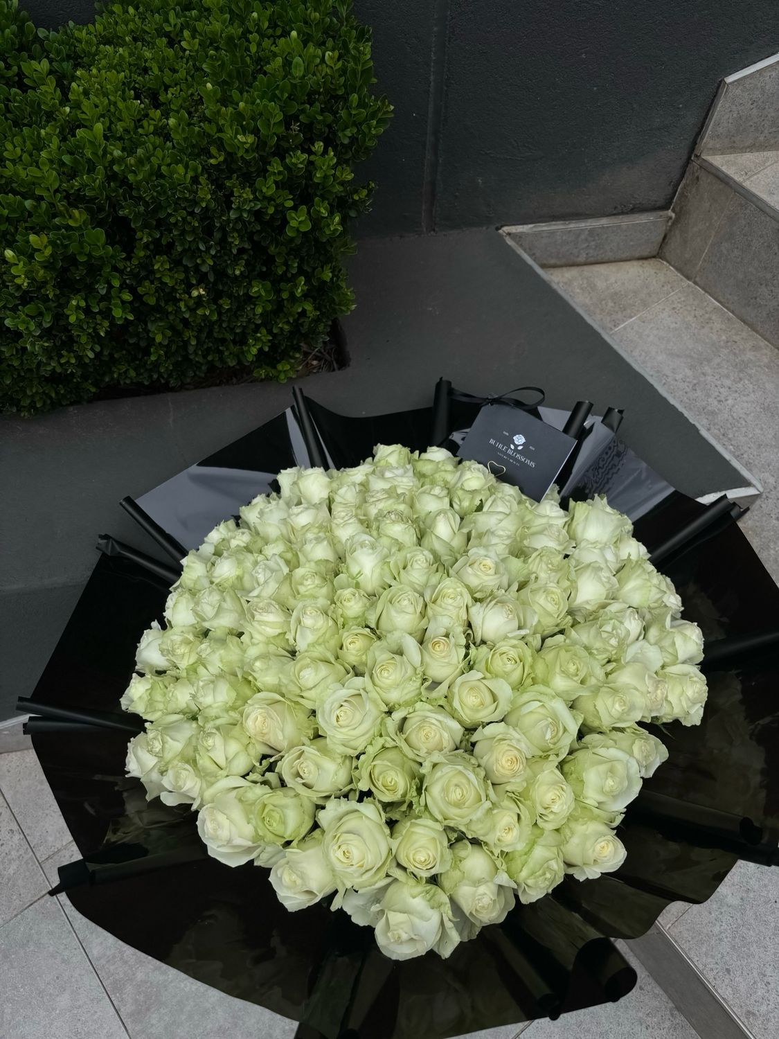 White Roses