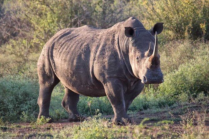 Mkhaya Safari