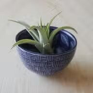 soap stone 2- pattern trinket bowl ~ Blue