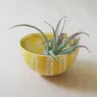 soap stone 2- pattern trinket bowl ~ yellow