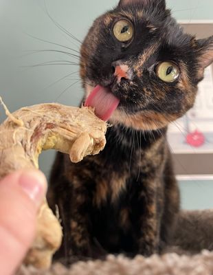 Vital Essentials FZD Single Chicken Neck