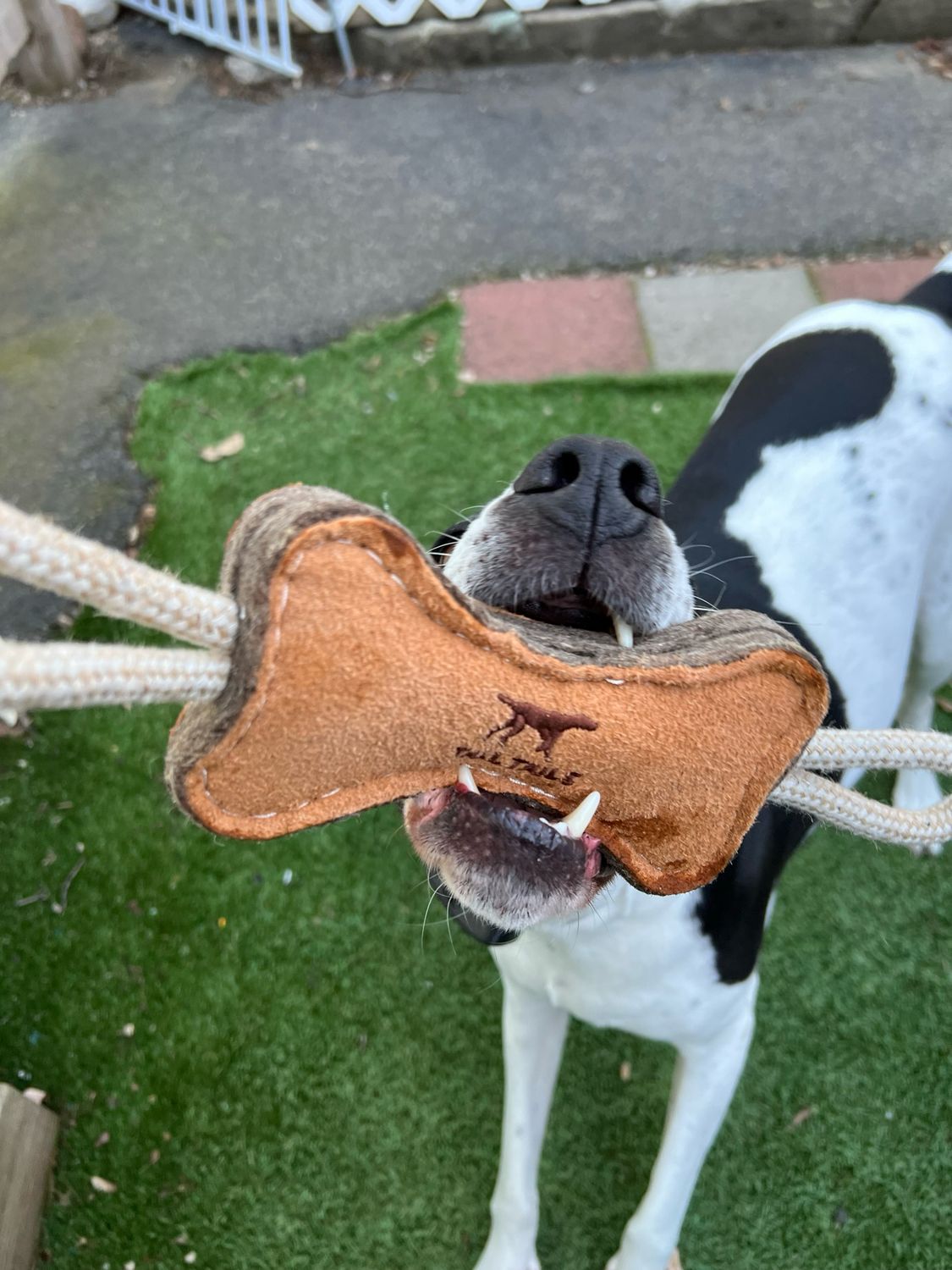 Tall Tails Leather Bone Tug Natural 16