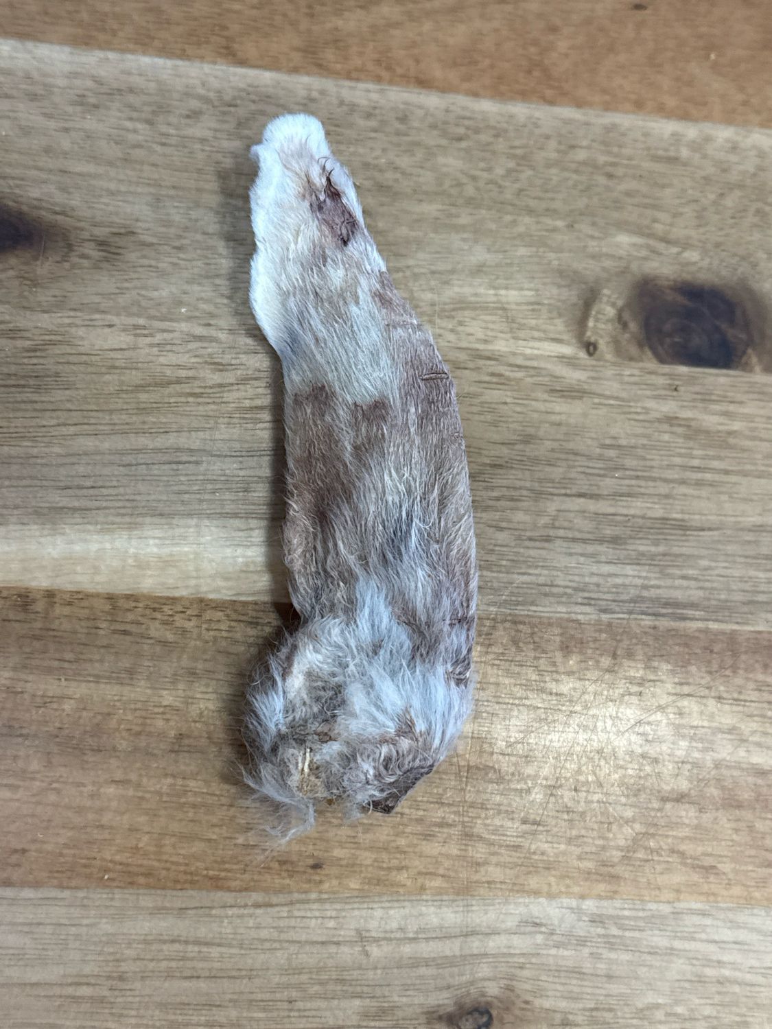 Furever Fierce Rabbit Ears Single