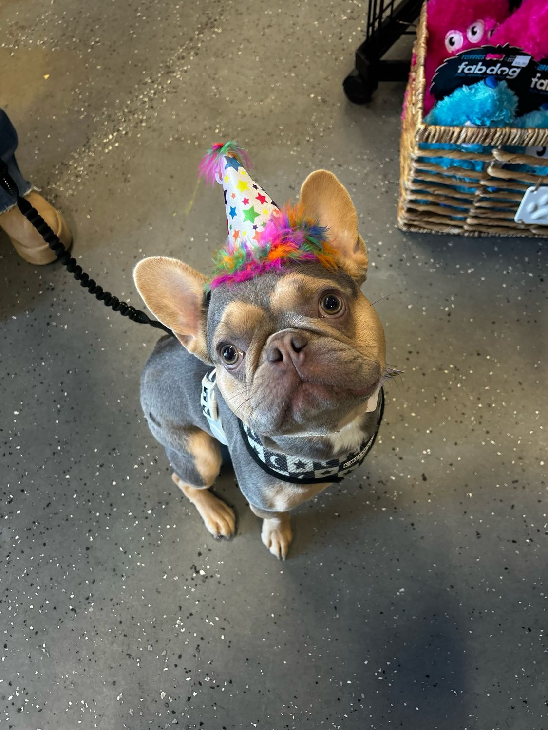 Huxley Kent Superstar Party Hat Small