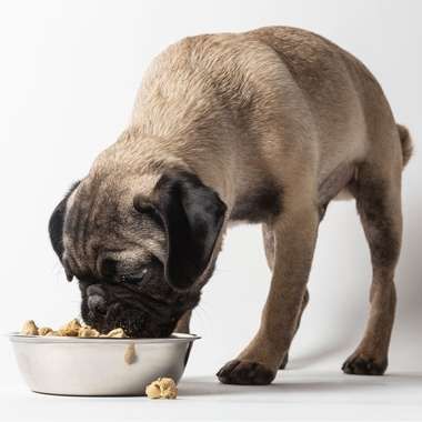 Dog Dehydrated/Freeze-dried