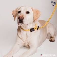 Leashes