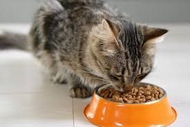 Cat Food Dry