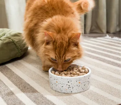 Cat Dehydrated/Freeze-dried