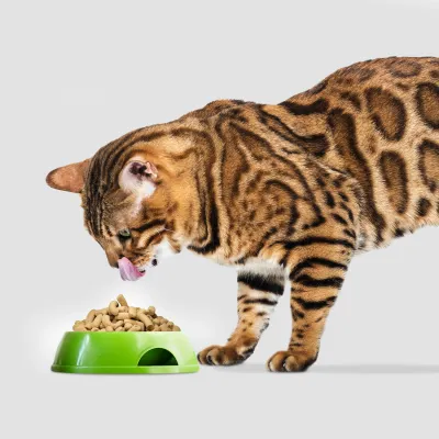 Cat Dehydrated/Freeze-dried