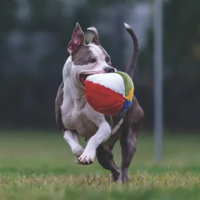 Fluff and Tuff Beach Ball
