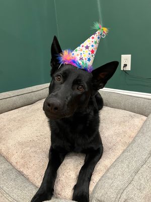 Huxley Kent Superstar Party Hat Large