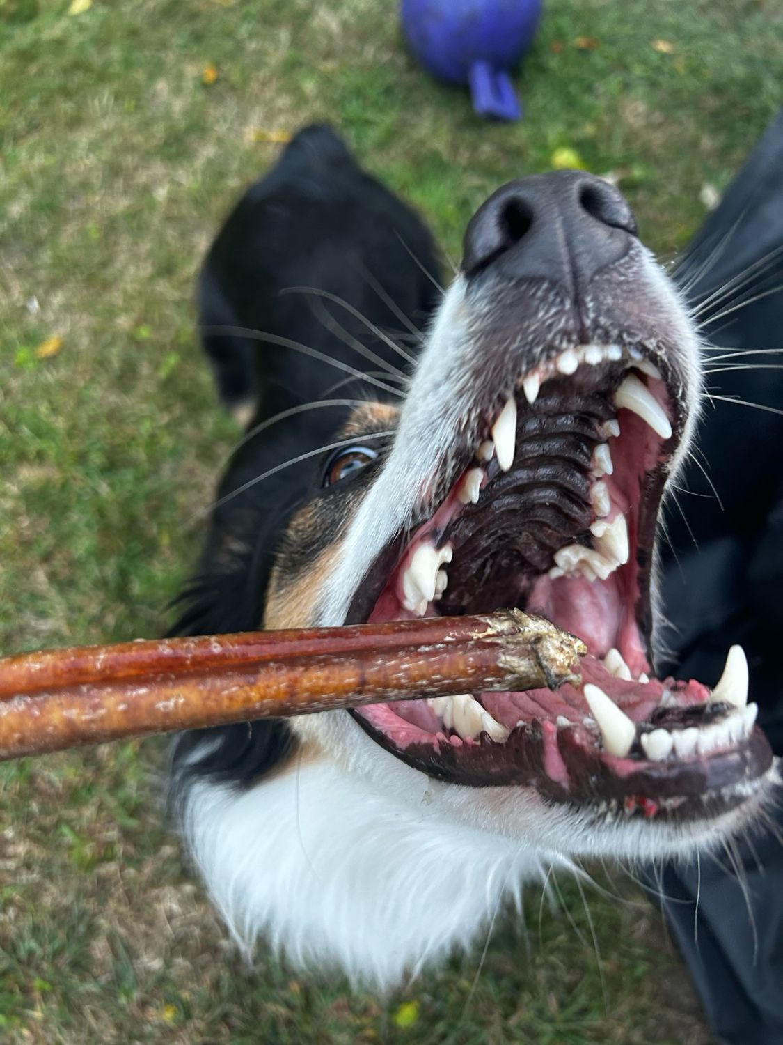 NER Bully Stick 12"