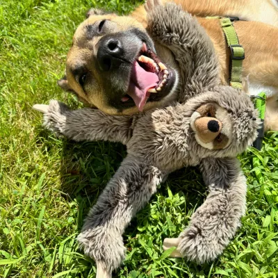 Fluff and Tuff Sonny Sloth