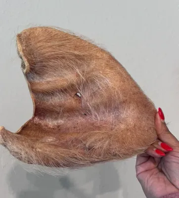 Momentum FZD Hairy Pig Ear