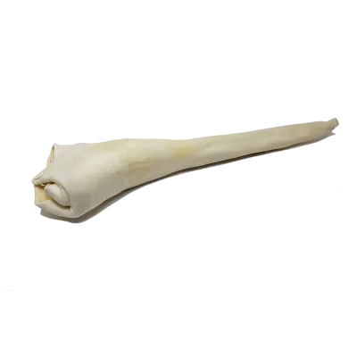 Home Range Full Length Bull Tail