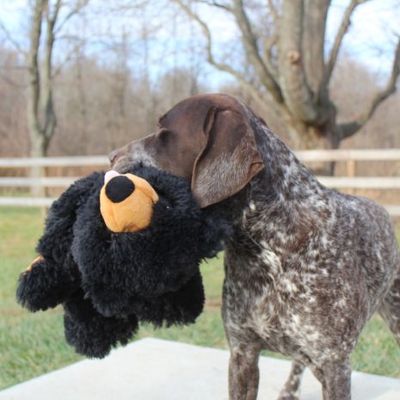 Tall Tails Stuffless Black Bear 20"