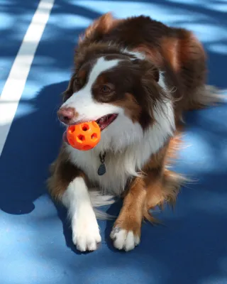 NGage Active Ball Orange