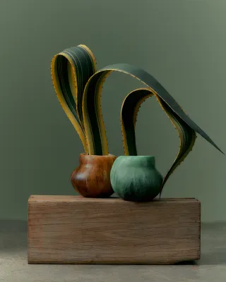 MOSS COLLECTION