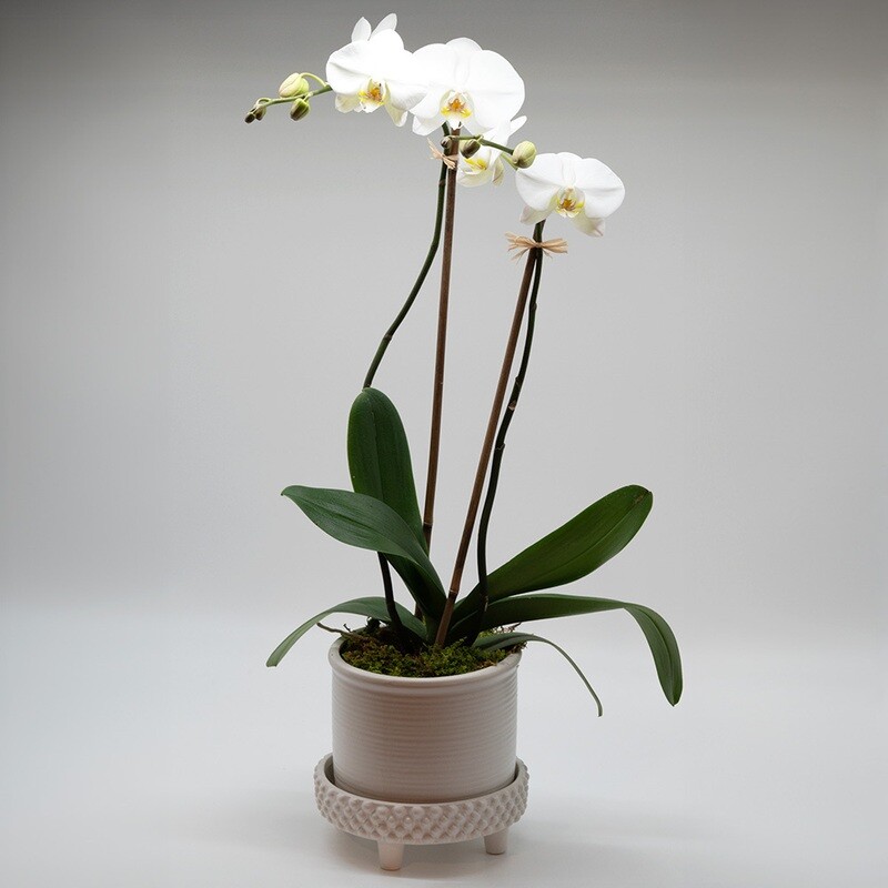Bridgerton Orchid